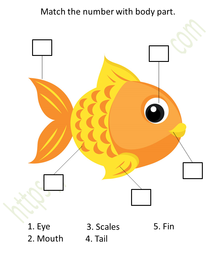 Environmental Science - Preschool: Matching-Body Parts Worksheet 4 | WWF